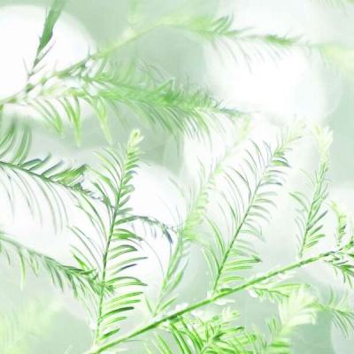 缥缈剑仙手游
